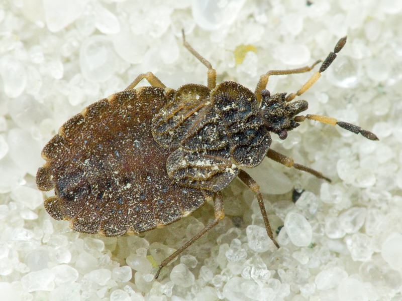 Aradus distinctus Fieber, 1860
